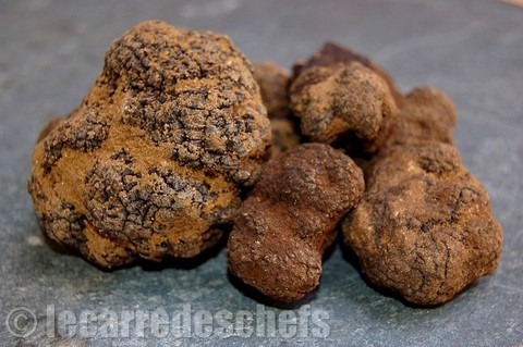 truffes sauvages de mon ami Fox